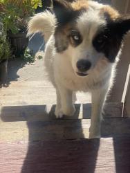 Lost Female Dog last seen Calle cebú , Salinas, CA 93901
