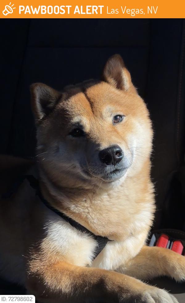 Found/Stray Male Dog last seen Running down Charleston Blvd, Las Vegas, NV 89146
