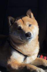 Found/Stray Male Dog last seen Running down Charleston Blvd, Las Vegas, NV 89146