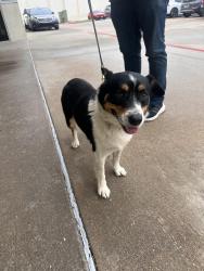 Found/Stray Male Dog last seen Park and Plano Parkway, Plano, TX 75093