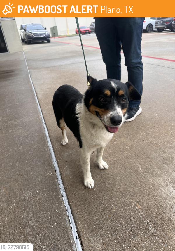 Found/Stray Male Dog last seen Park and Plano Parkway, Plano, TX 75093