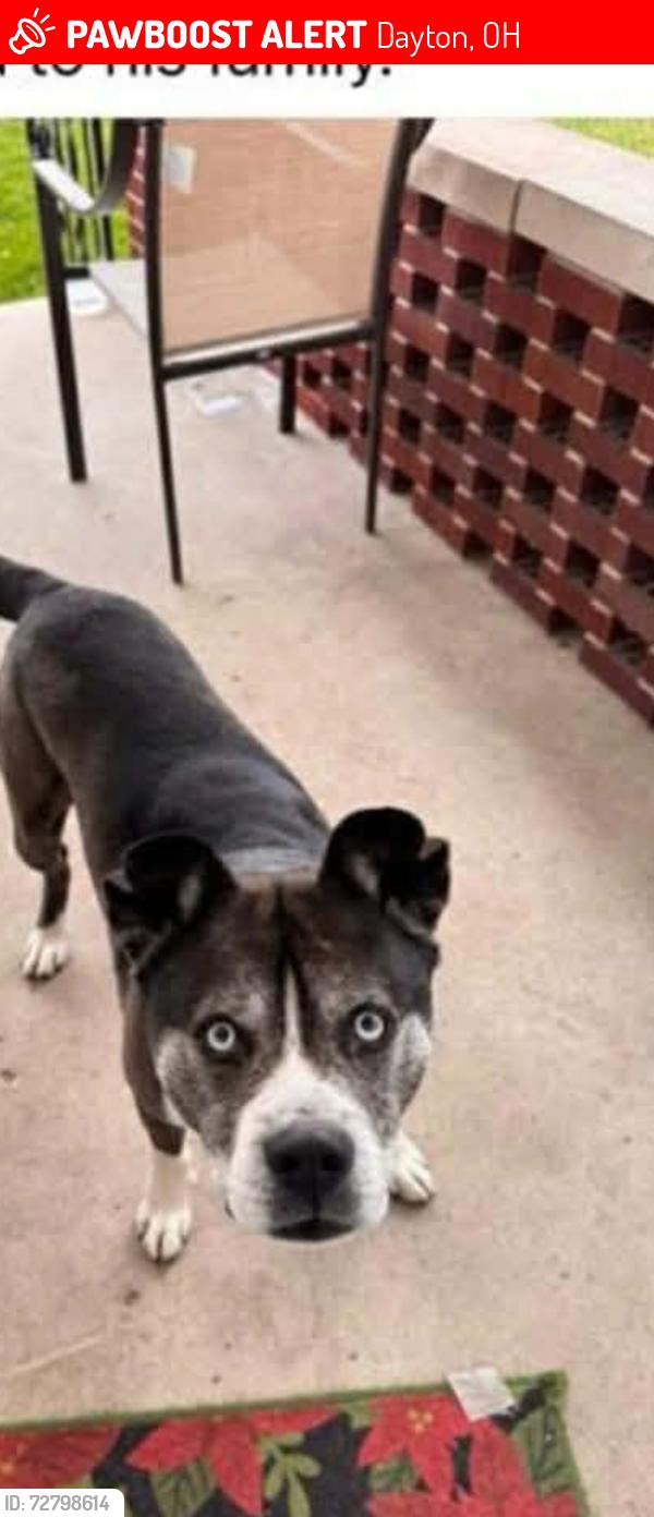Lost Male Dog last seen Troy st, Dayton, OH 45404