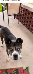 Lost Male Dog last seen Troy st, Dayton, OH 45404