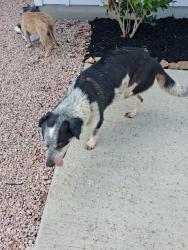 Found/Stray Male Dog last seen Mira Lago neighborhood, San Antonio, TX 78221