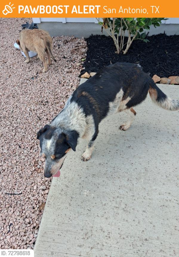 Found/Stray Male Dog last seen Mira Lago neighborhood, San Antonio, TX 78221