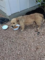 Found/Stray Unknown Dog last seen S281 AND ROOSEVELT, San Antonio, TX 78221