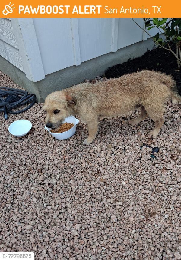 Found/Stray Unknown Dog last seen S281 AND ROOSEVELT, San Antonio, TX 78221