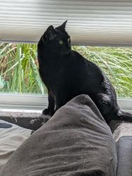 Lost Female Cat last seen 54th and A Fletcher, Seattle, WA 98118