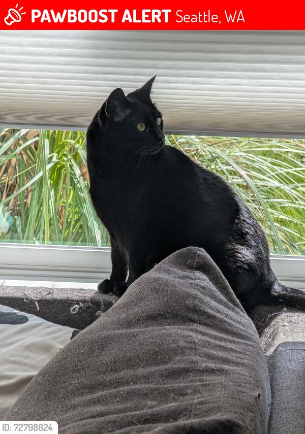 Lost Female Cat last seen 54th and A Fletcher, Seattle, WA 98118