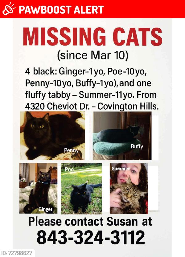 Lost Unknown Cat last seen Covington Dr and Dorchester Rd, North Charleston, SC 29418