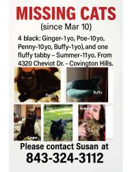 Lost Unknown Cat last seen Covington Dr and Dorchester Rd, North Charleston, SC 29418