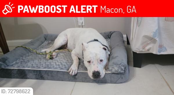 Lost Male Dog last seen Travis boulevard  and Spencer circle, Macon, GA 31206