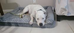 Lost Male Dog last seen Travis boulevard  and Spencer circle, Macon, GA 31206