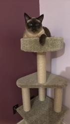 Lost Female Cat last seen Skyline rd , Salem, OR 97306