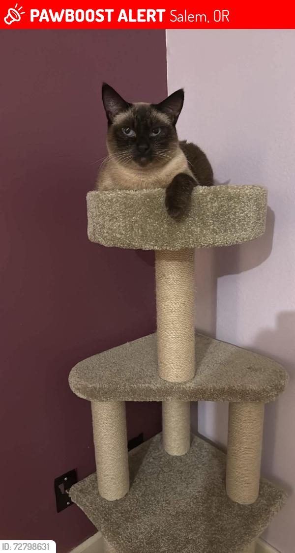 Lost Female Cat last seen Skyline rd, Salem, OR 97306