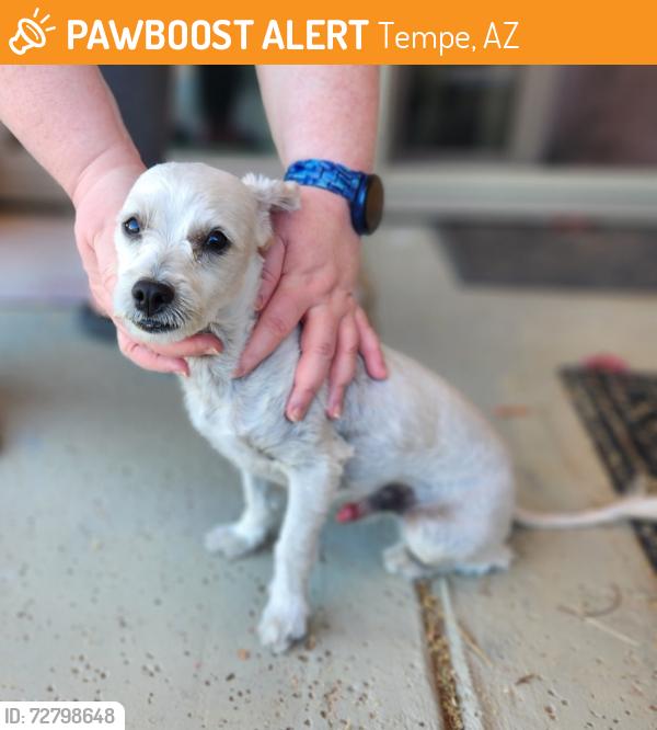 Found/Stray Male Dog last seen Baseline Road and 48th Street, Tempe, AZ 85283