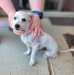 Found/Stray Male Dog last seen Baseline Road and 48th Street, Tempe, AZ 85283