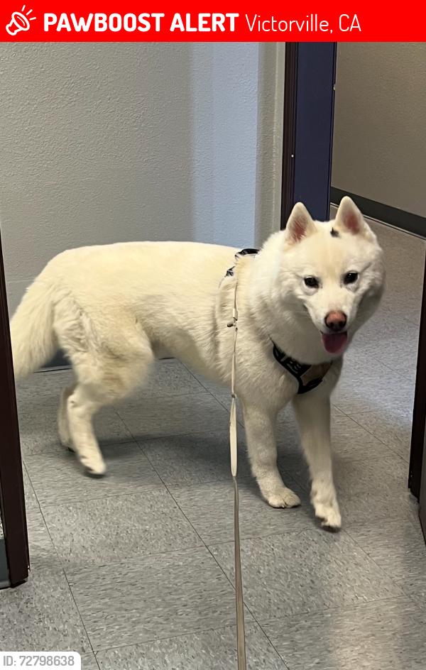 Lost Male Dog last seen Lands & Ridgecrest, Victorville, CA 92395