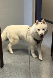 Lost Male Dog last seen Lands & Ridgecrest, Victorville, CA 92395