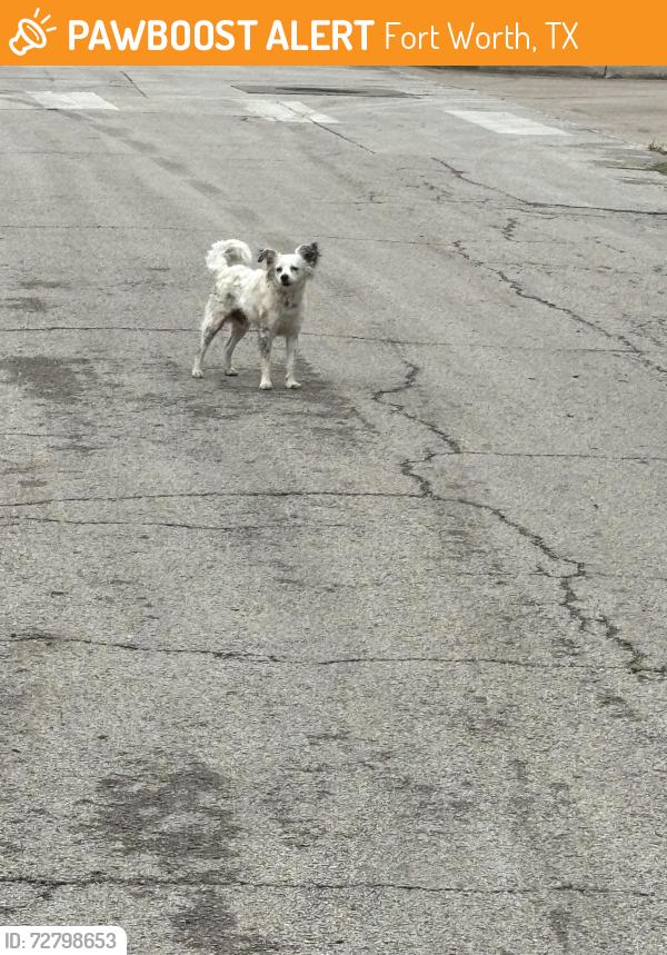 Found/Stray Unknown Dog last seen By Dowdell and Baylor street, Fort Worth, TX 76119