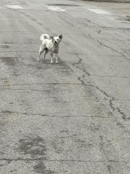 Found/Stray Unknown Dog last seen By Dowdell and Baylor street, Fort Worth, TX 76119