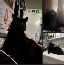 Lost Male Cat last seen County line rd, Saint Joseph, MO 64505