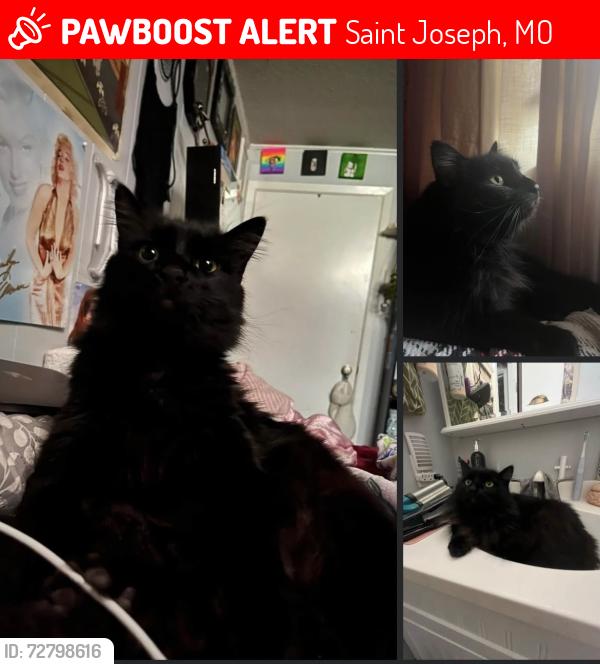 Lost Male Cat last seen County line rd, Saint Joseph, MO 64505