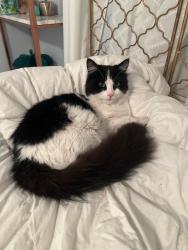Found/Stray Male Cat last seen Centennial Park, Paso Robles, CA 93446