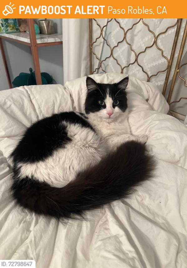 Found/Stray Male Cat last seen Centennial Park, Paso Robles, CA 93446