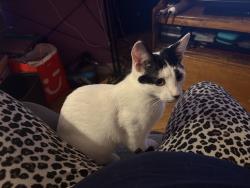 Lost Female Cat last seen Long and Edith St, Odessa, TX 79764