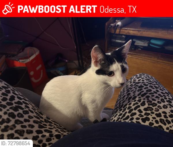 Lost Female Cat last seen Long and Edith St, Odessa, TX 79764