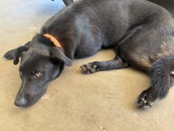 Found/Stray Male Dog last seen Laurel Hardy Lake, Marietta, SC 29661