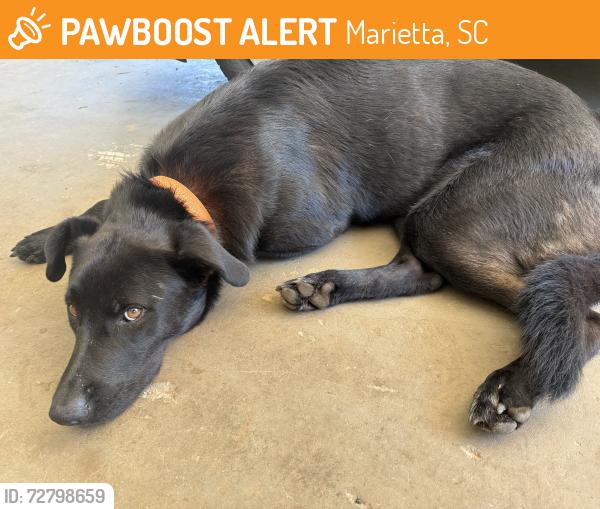 Found/Stray Male Dog last seen Laurel Hardy Lake, Marietta, SC 29661