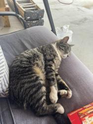 Lost Male Cat last seen 81st and lynnlane, Broken Arrow, OK 74012