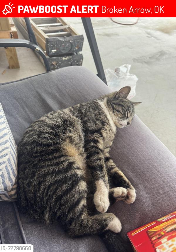 Lost Male Cat last seen 81st and lynnlane, Broken Arrow, OK 74012