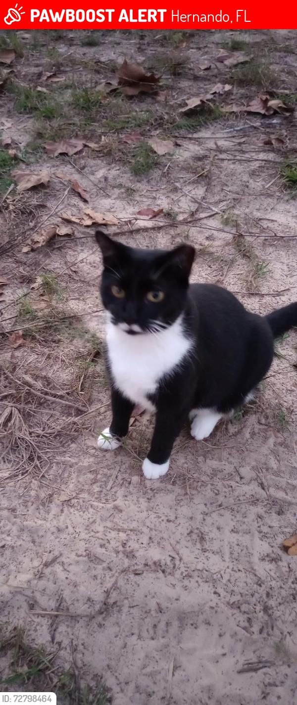 Lost Female Cat last seen Hayes street and N Fatima ave, Hernando, FL 34442