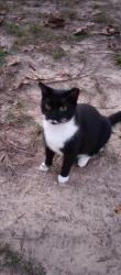 Lost Female Cat last seen Hayes street and N Fatima ave, Hernando, FL 34442
