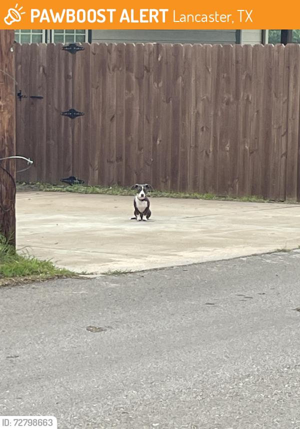 Found/Stray Unknown Dog last seen 5th street and Jefferson, Lancaster, TX 75146