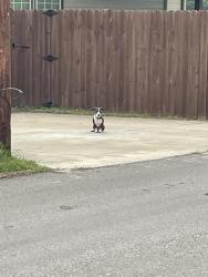 Found/Stray Unknown Dog last seen 5th street and Jefferson, Lancaster, TX 75146