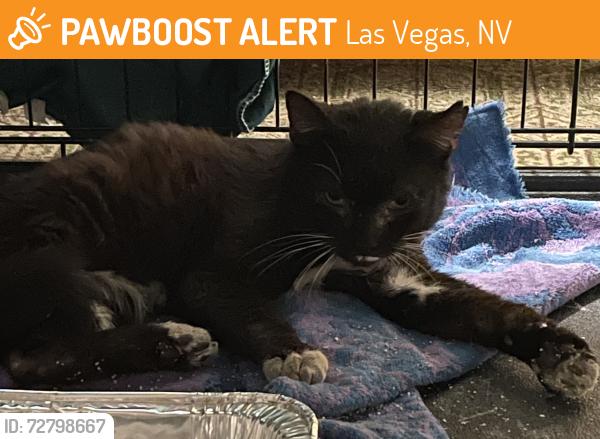 Found/Stray Unknown Cat last seen Falcon lane, banjo, Colleen, Las Vegas, NV 89107