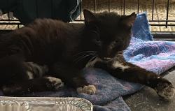 Found/Stray Unknown Cat last seen Falcon lane, banjo, Colleen, Las Vegas, NV 89107