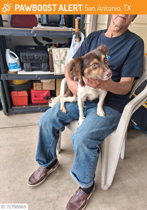 Found/Stray Male Dog last seen midcrown dr, San Antonio, TX 78218