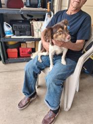 Found/Stray Male Dog last seen midcrown dr, San Antonio, TX 78218