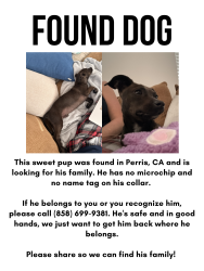 Found/Stray Male Dog last seen Theda & Mountain , Perris, CA 92572