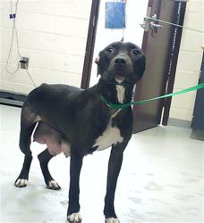 Shelter Stray Female Dog last seen , 4704 Corporation Dr, Fayetteville, NC 28306, USA