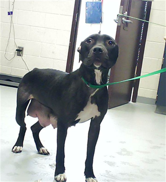Shelter Stray Female Dog last seen , 4704 Corporation Dr, Fayetteville, NC 28306, USA