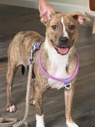 Shelter Stray Female Dog last seen CHARLOTTE, Charlotte, NC 28217