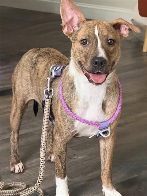 Shelter Stray Female Dog last seen CHARLOTTE, Charlotte, NC 28217