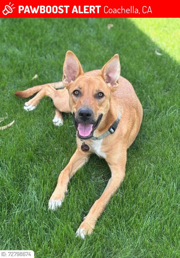Lost Female Dog last seen Ave 53rd, Coachella, CA 92236