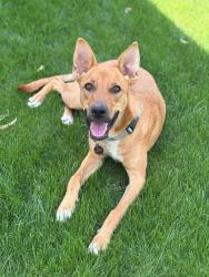 Lost Female Dog last seen Ave 53rd, Coachella, CA 92236